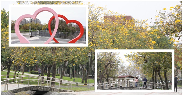《台中．南屯》豐富公園-黃花風鈴木花開，還有浪漫雙心造景可以約會拍美照