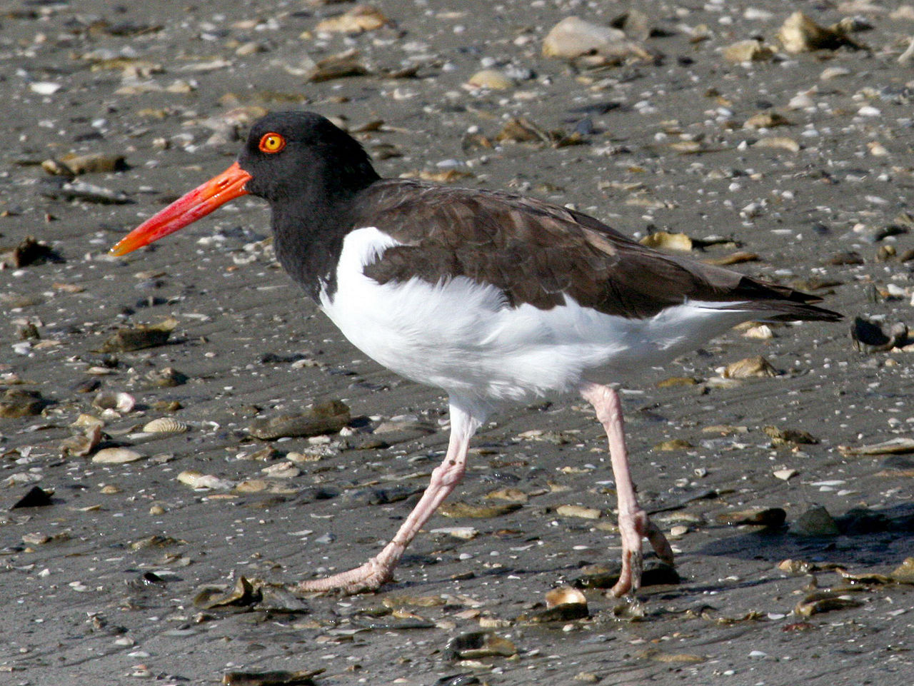 AMERICAN OYSTERCATCHER