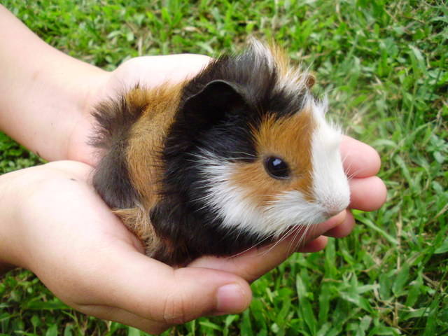 ban-bo-u-chuot-lang-guinea-pig-aby-tai-da-nang.jpg