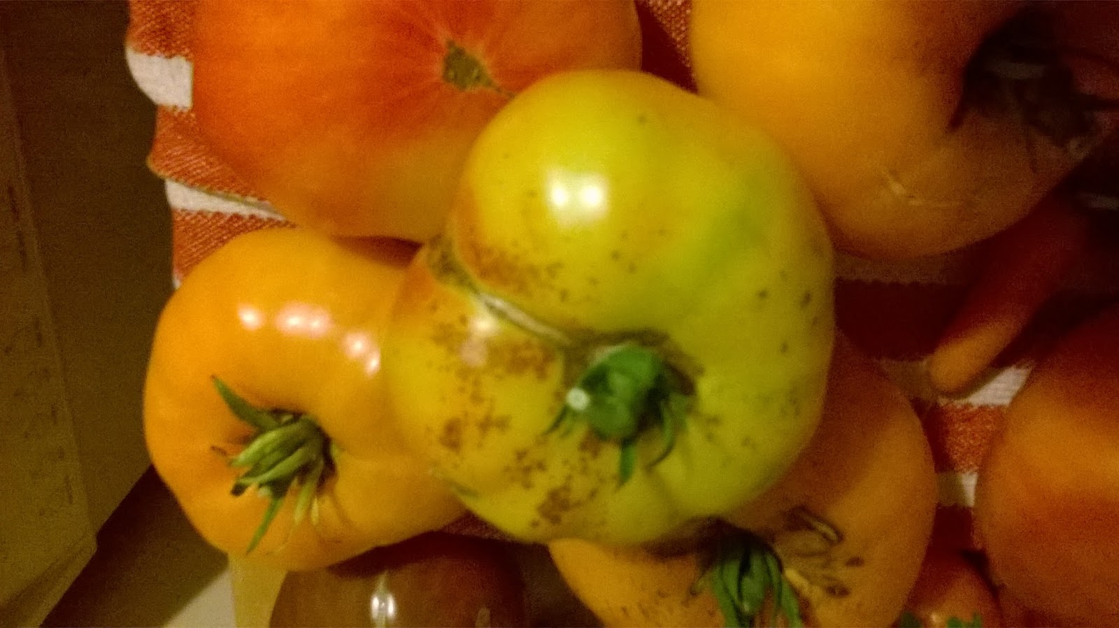 On the Breath of a Dragon's Wing Gardening Heirloom Tomatoes vs