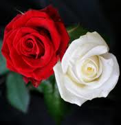 Sharralisa: The Meaning Of White And Red Roses