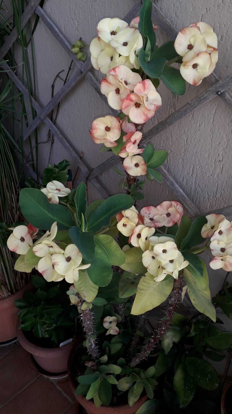 Mari da solcare Ritorno a casa