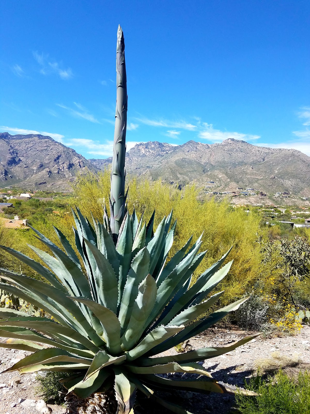 Two Little Square Black Dogs Century Plant
