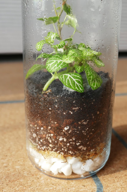 How To Build Your Own Terrarium At Home, DIY Terrariums Shop Review, DIY Terrariums Shop etsy, terrarium kits cheap uk, terrarium kit uk, closed terrarium kit, etsy terrarium kit How To Build Your Own Terrarium At Home, DIY Terrariums Shop Review, DIY Terrariums Shop etsy, terrarium kits cheap uk, terrarium kit uk, closed terrarium kit, etsy terrarium kit