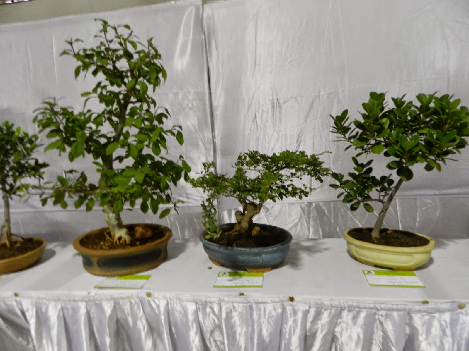 Bodhi Bonsai, Chennai, India