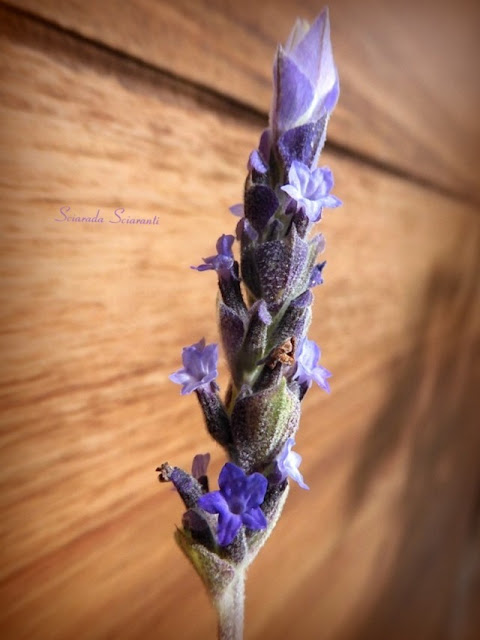 Lavanda fiorita d'inverno