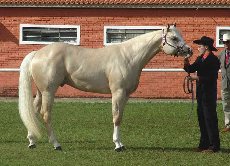 Caballos Caballos