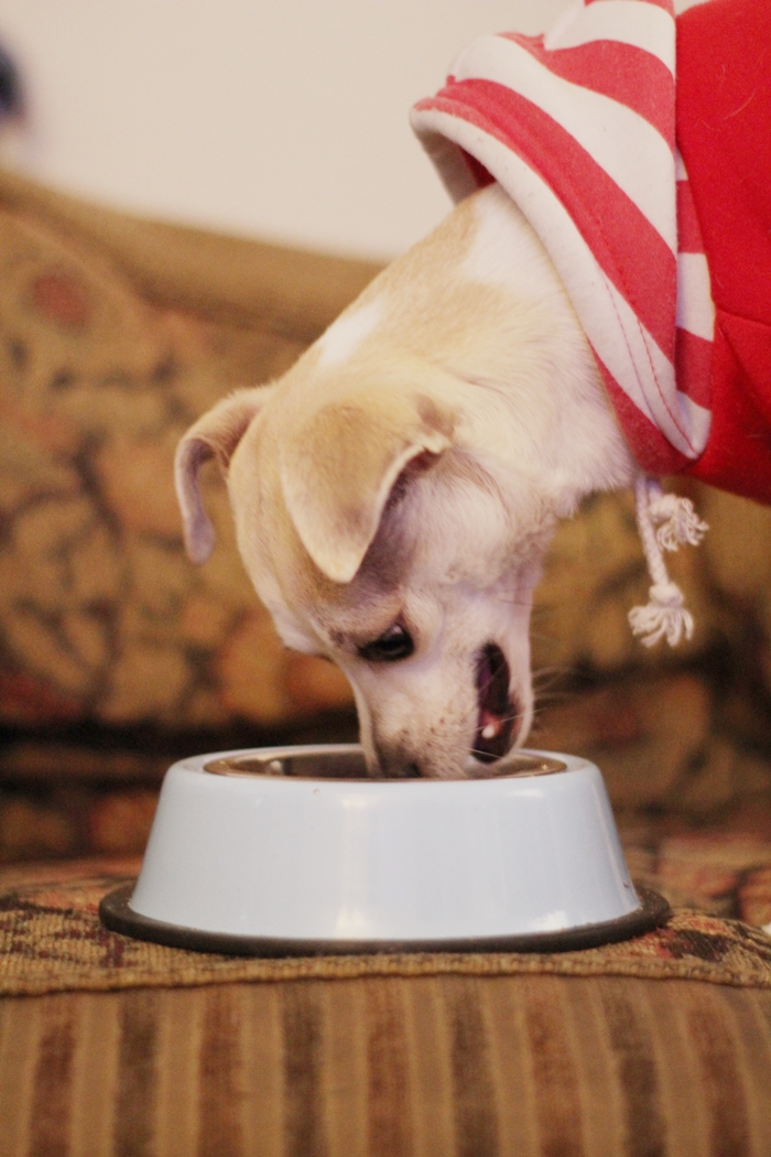 happyhazel Dog Food Giveaway! Happy Discovers Brothers Complete Ultra