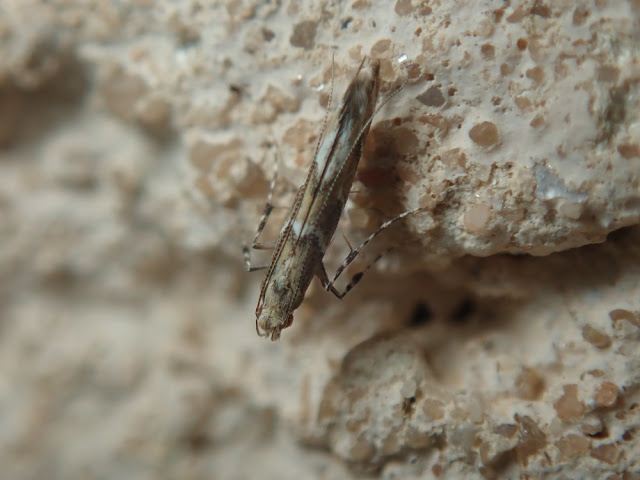 Acrocercops brongniardella Acrocercops brongniardella