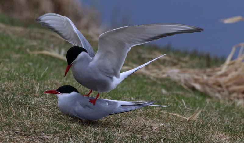 Arctic Tern in pair