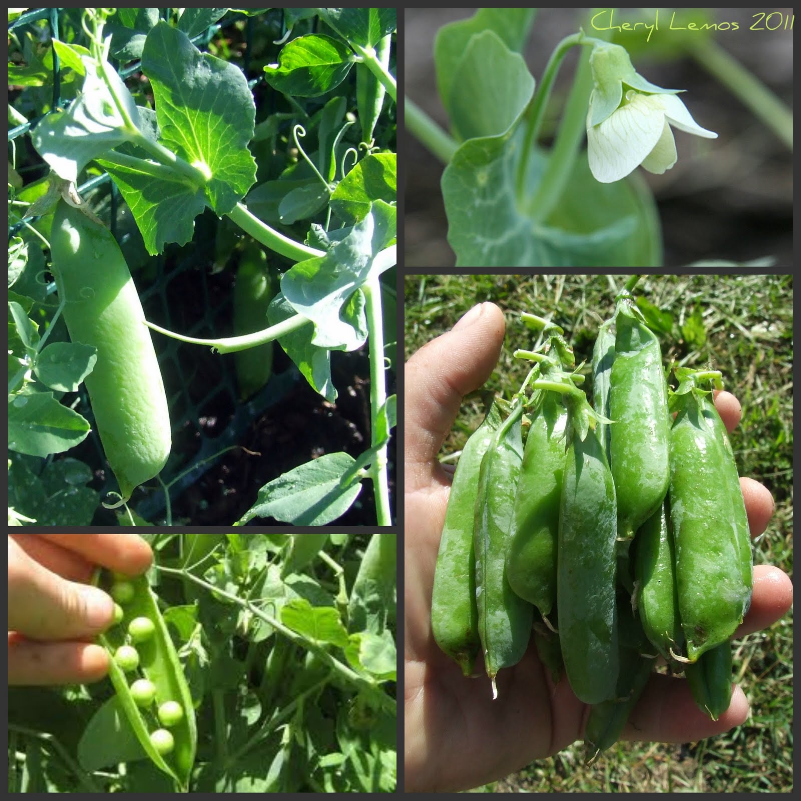 Stuff by Cher How my garden grows Visualize Whirled Peas