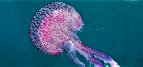 About Jellyfish