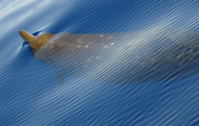 Sık dişli gagalı balina