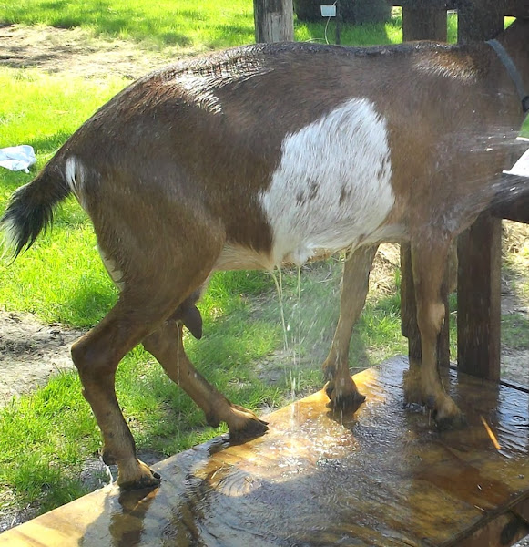 grooming a goat, bathing a goat, grooming a goat's hooves, goat care, how to groom a goat