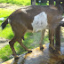 Grooming A Goat