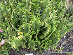ペディランサス 銀竜？ Pedilanthus smallii｜多肉植物図鑑 PUKUBOOK プクブック