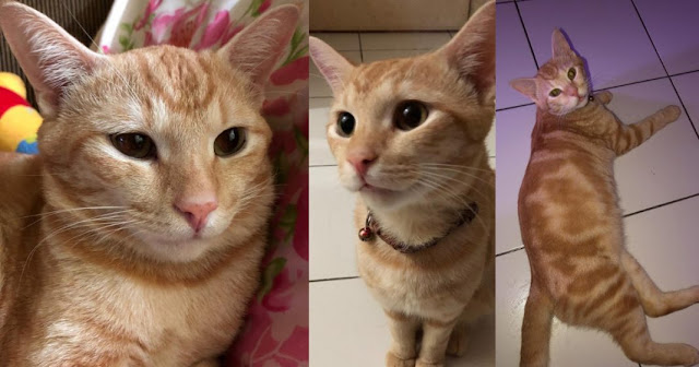 Kucing Bukan Sekadar Makhluk Yang Suka Tidur Tapi Lindungi Kita Di Malam Hari Dari Roh Jah Kucing Bukan Sekadar Makhluk Yang Suka Tidur Tapi Lindungi Kita Di Malam Hari Dari Roh Jahat