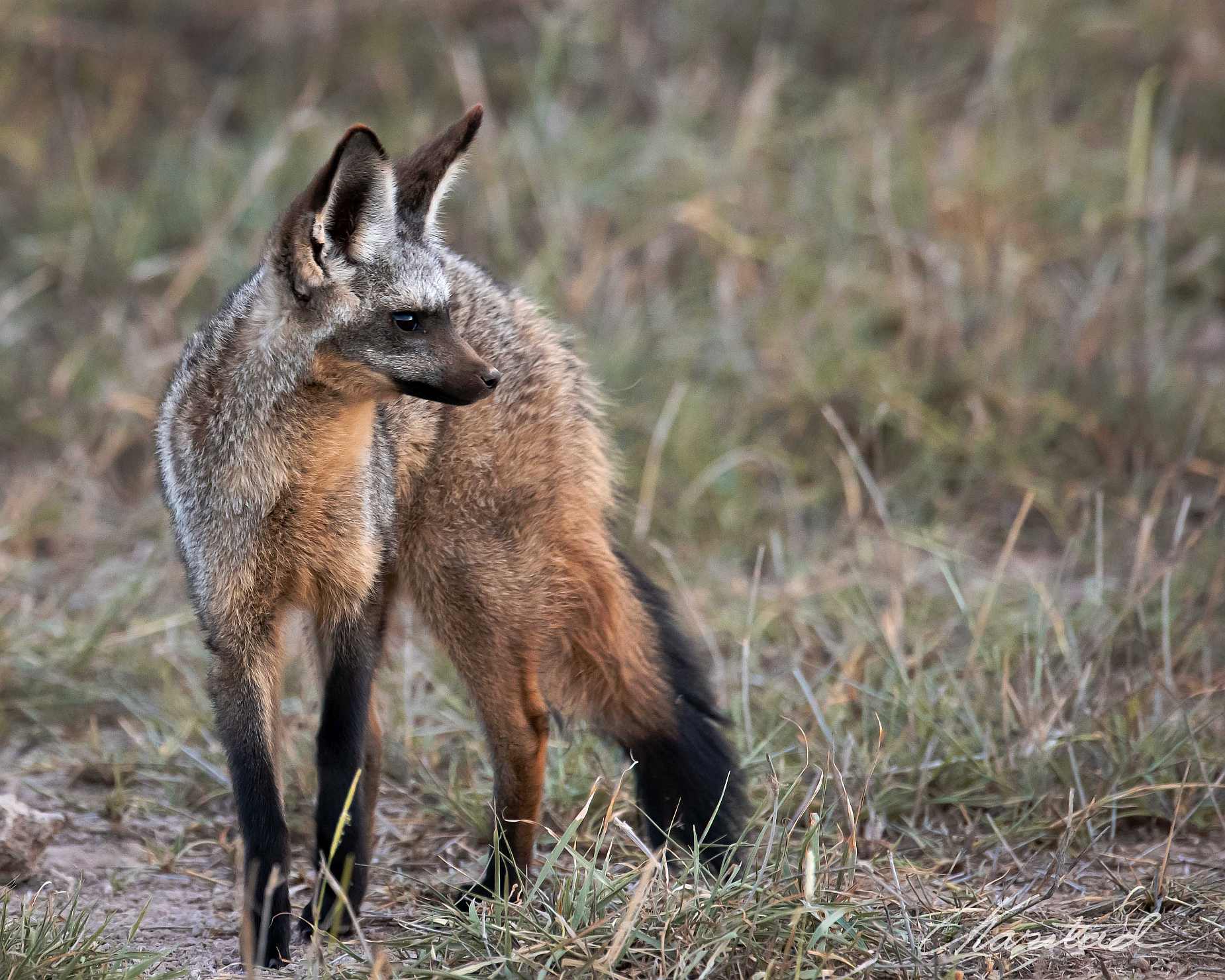 Elsen Karstad's 'Pic-A-Day Kenya': Bat-Eared Fox, Kenya