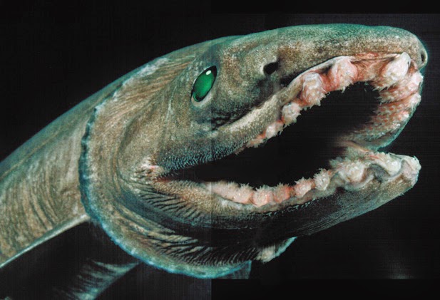 Tiburón anguila (Chlamydoselachus anguineus)