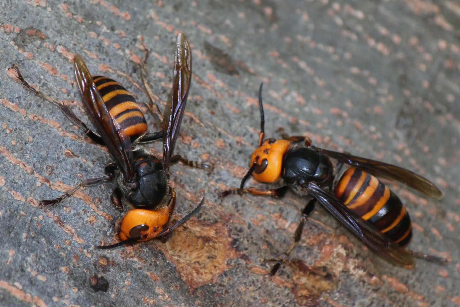 AVISPÓN GIGANTE ASIÁTICO