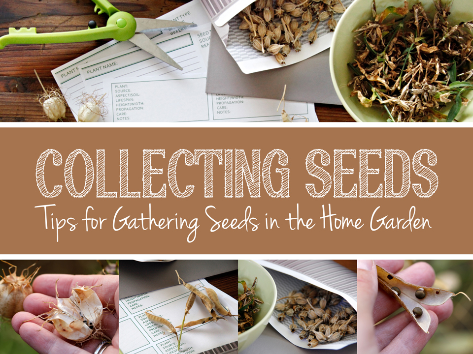Green in Real Life Seed Collection Tips for Gathering and Storing