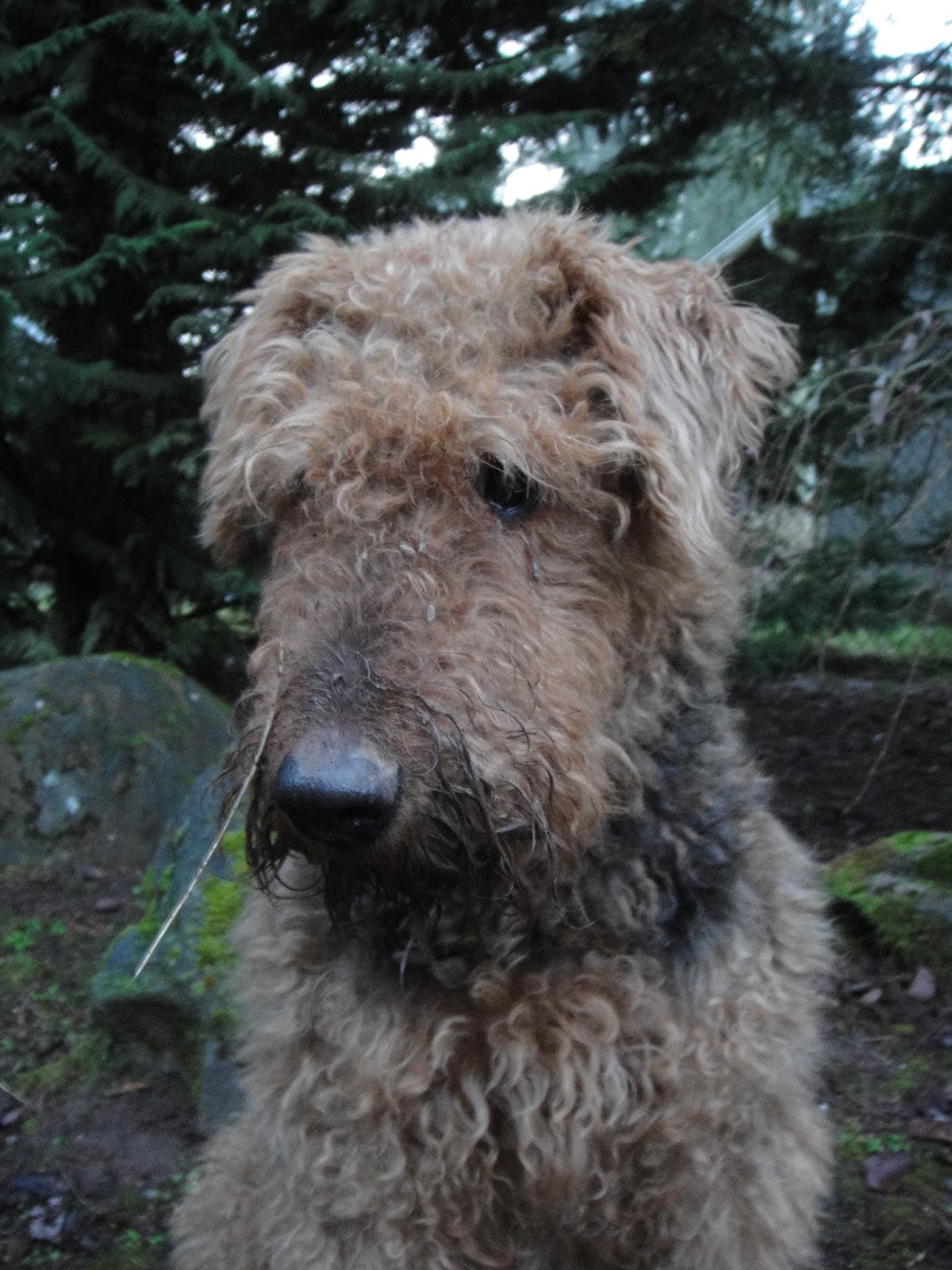 viva la dog spa grooming spritz