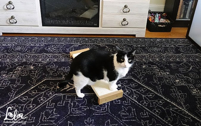 Black and white cat with Bootsie's Combination Scratcher