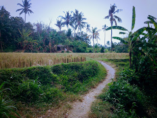 The Path Way To The Rice Field Of The Farming Area At Ringdikit Village, Buleleng Regency, North Bali, Indonesia