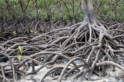Interesting Mangrove Tree facts