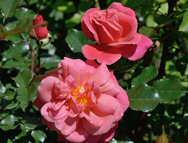 Melusina rose роза