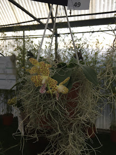 , Mostre primaverili: Horti di Veio e Monteporzio catone 2017, diarid'orchidee