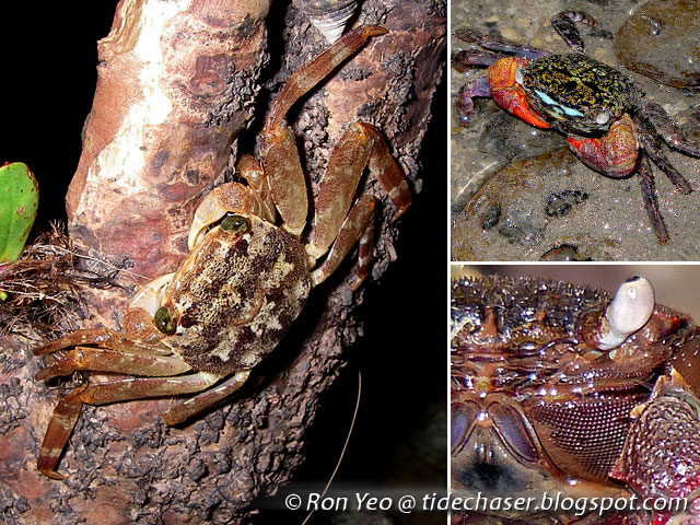 tHE tiDE cHAsER: Sesarmid Crabs (Phylum Arthropoda: Family Sesarmidae ...