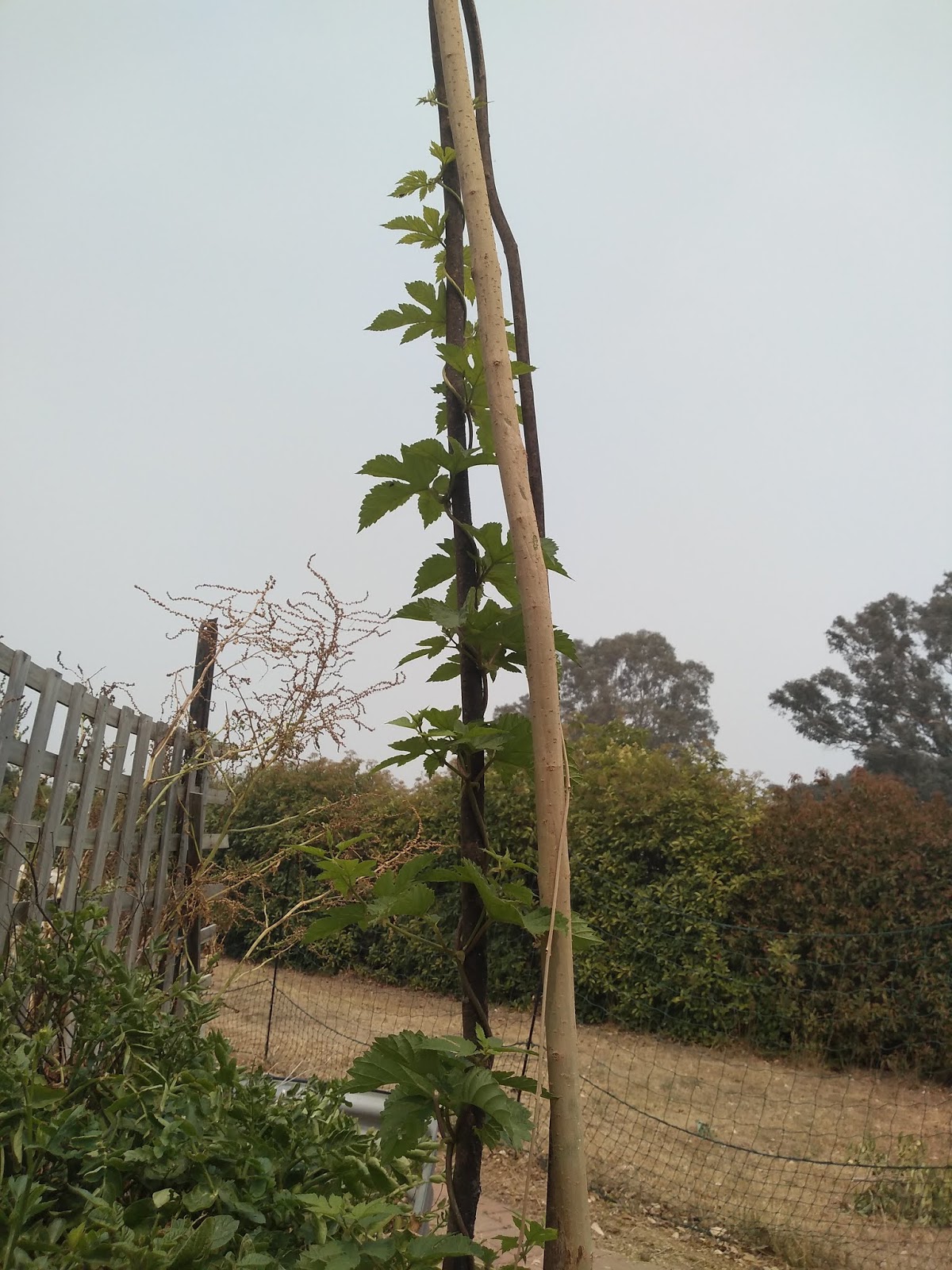 Mudflower Target hops Australia