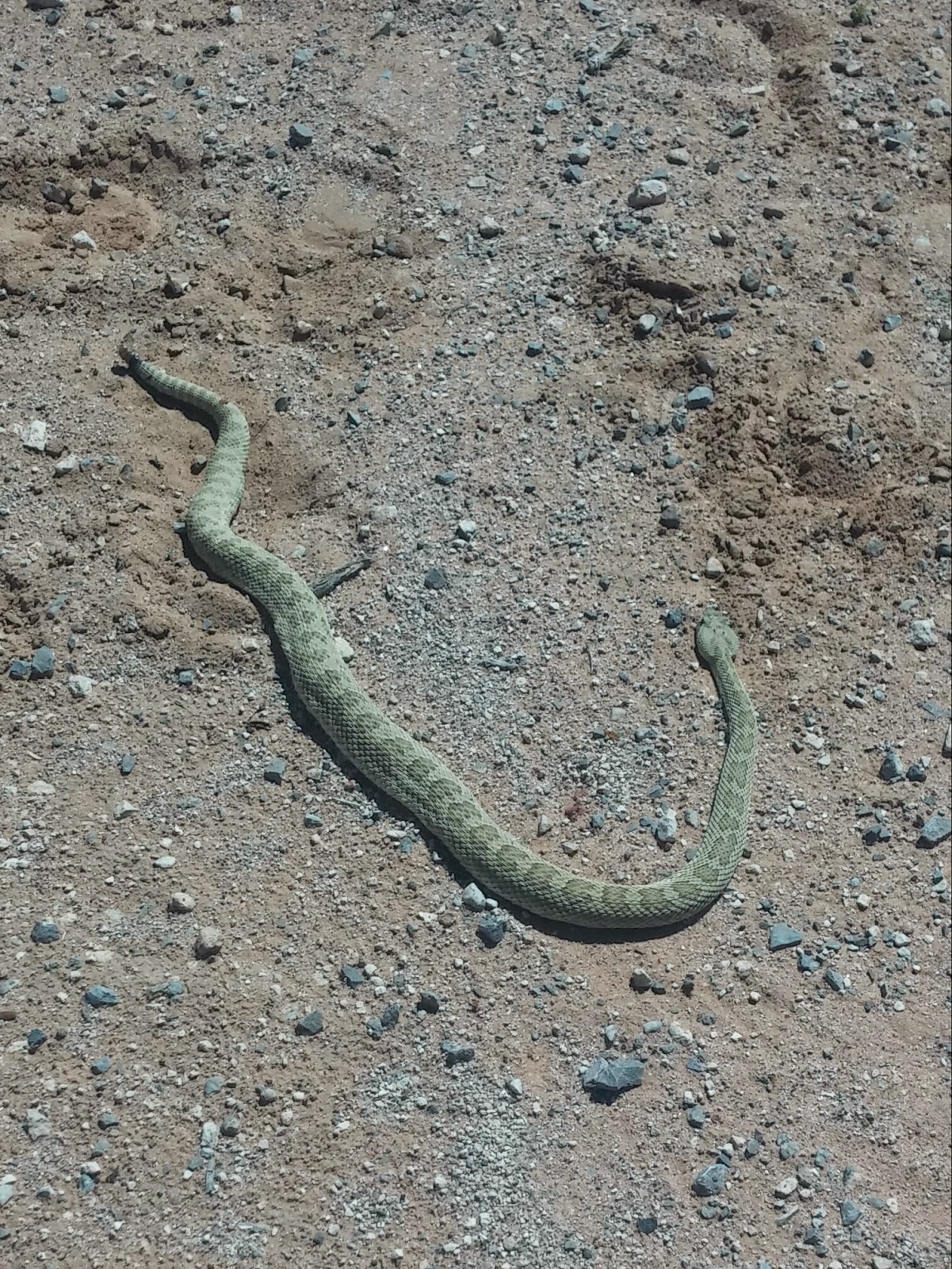 Functional Horsemanship Rattlesnakes and Horses, Not a Good Fit
