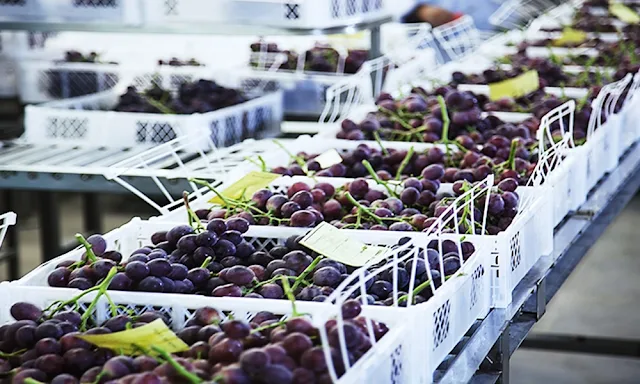 Exportador mundial de uva