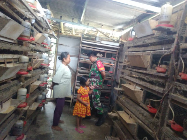 Warga Wonorejo Sukses Mengais Rejeki Dengan Pembibitan Telur Puyuh