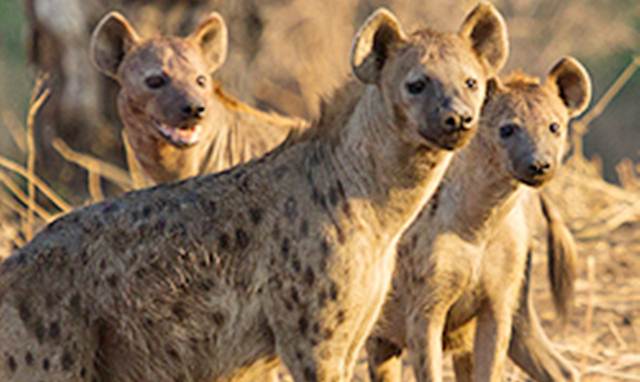 Gadis Ini Kehilangan Mata Kanan Ketika Di Serang Hyena 