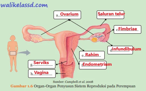 Soal ipa kelas 9 sistem reproduksi pada manusia dan jawabannya