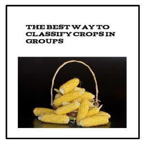 The Best Way To Classify Crops In Groups