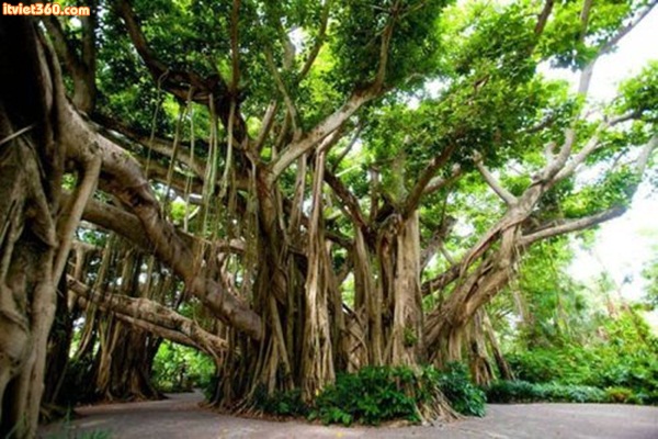 Banyan tree Cypress Gardens, FL