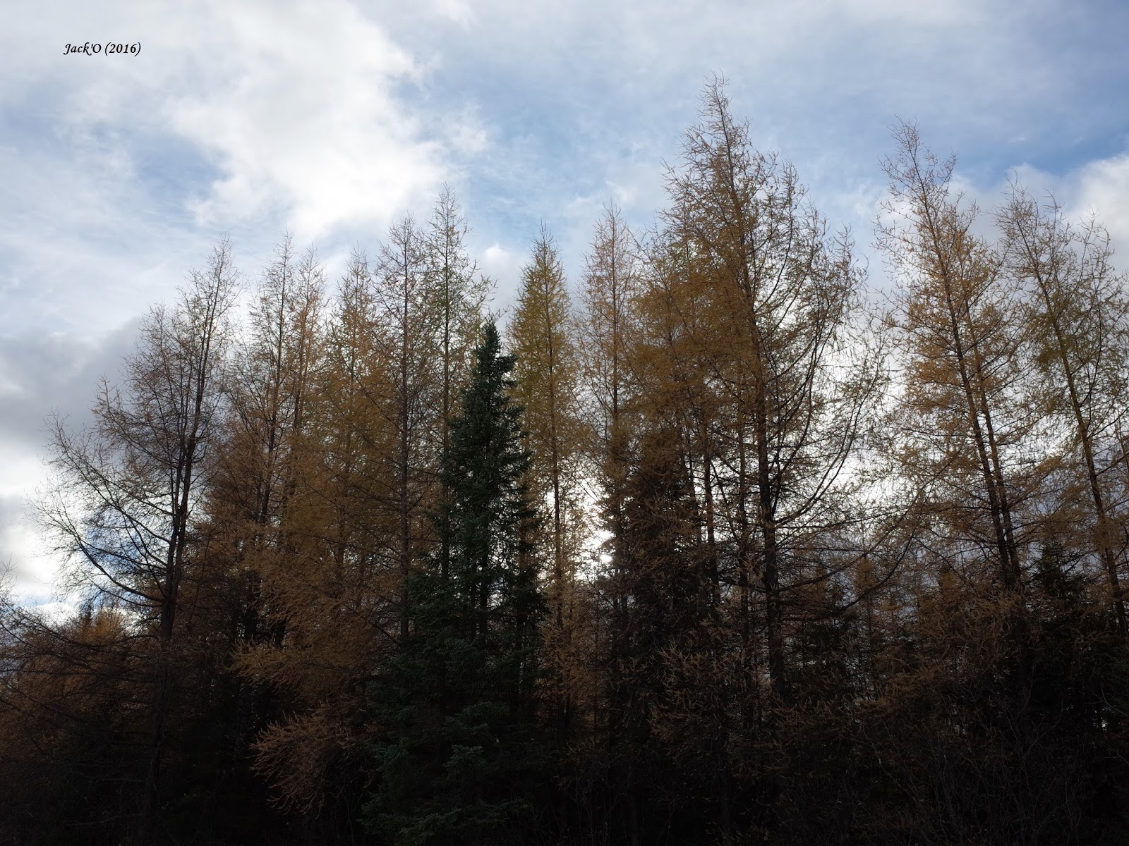 L'OEIL AU VERT AUTHIERNORD (ABITIBIOUEST). 22 oct. 2016