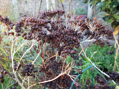 Sedum Pruple Emperor Green Fingered Blog