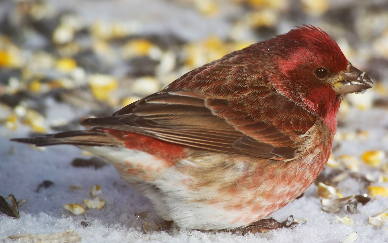 All of Nature: Purple Finches Arrive With First Winter Storm