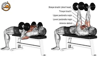 5 Exercises to Build Chest Muscle With Dumbbells