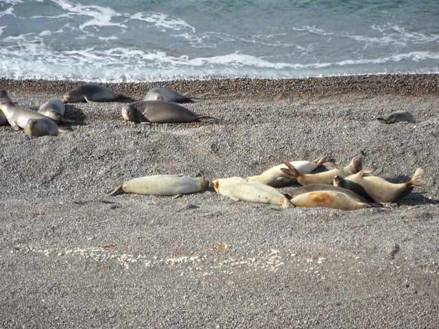 Visitar a PENÍNSULA DE VALDÉS e celebrar o êxtase da natureza selvagem | Argentina