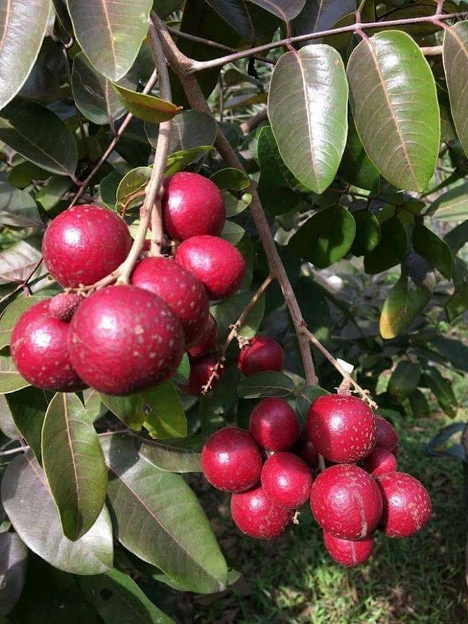Bibit kelengkeng merah unggul Pariaman
