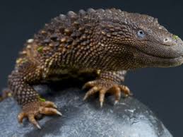 Earless monitor (biawak tanpa telingga) Earless monitor (biawak tanpa telingga)