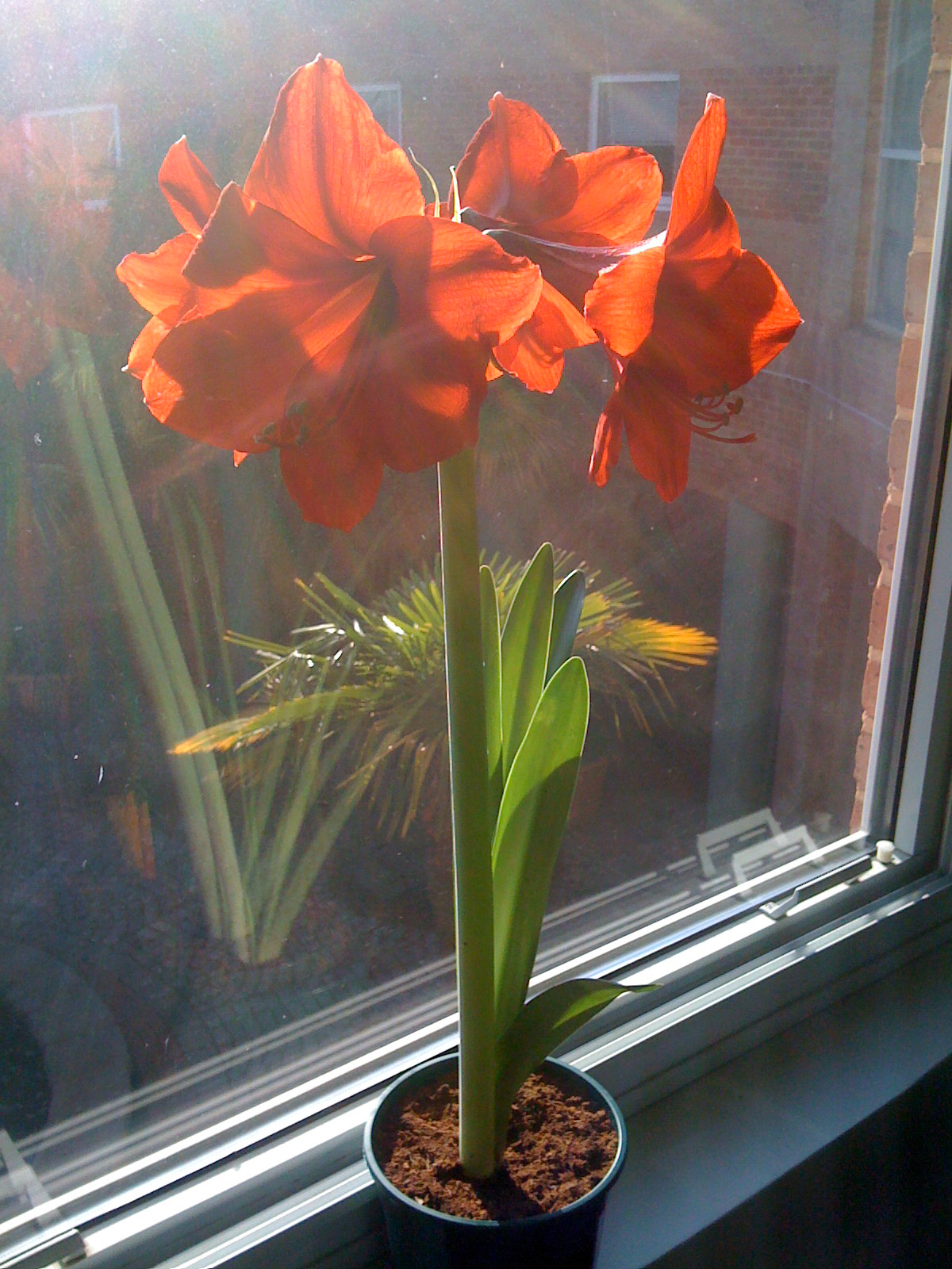 Crabapple LandscapExperts Forcing Bulbs Indoors for the Winter