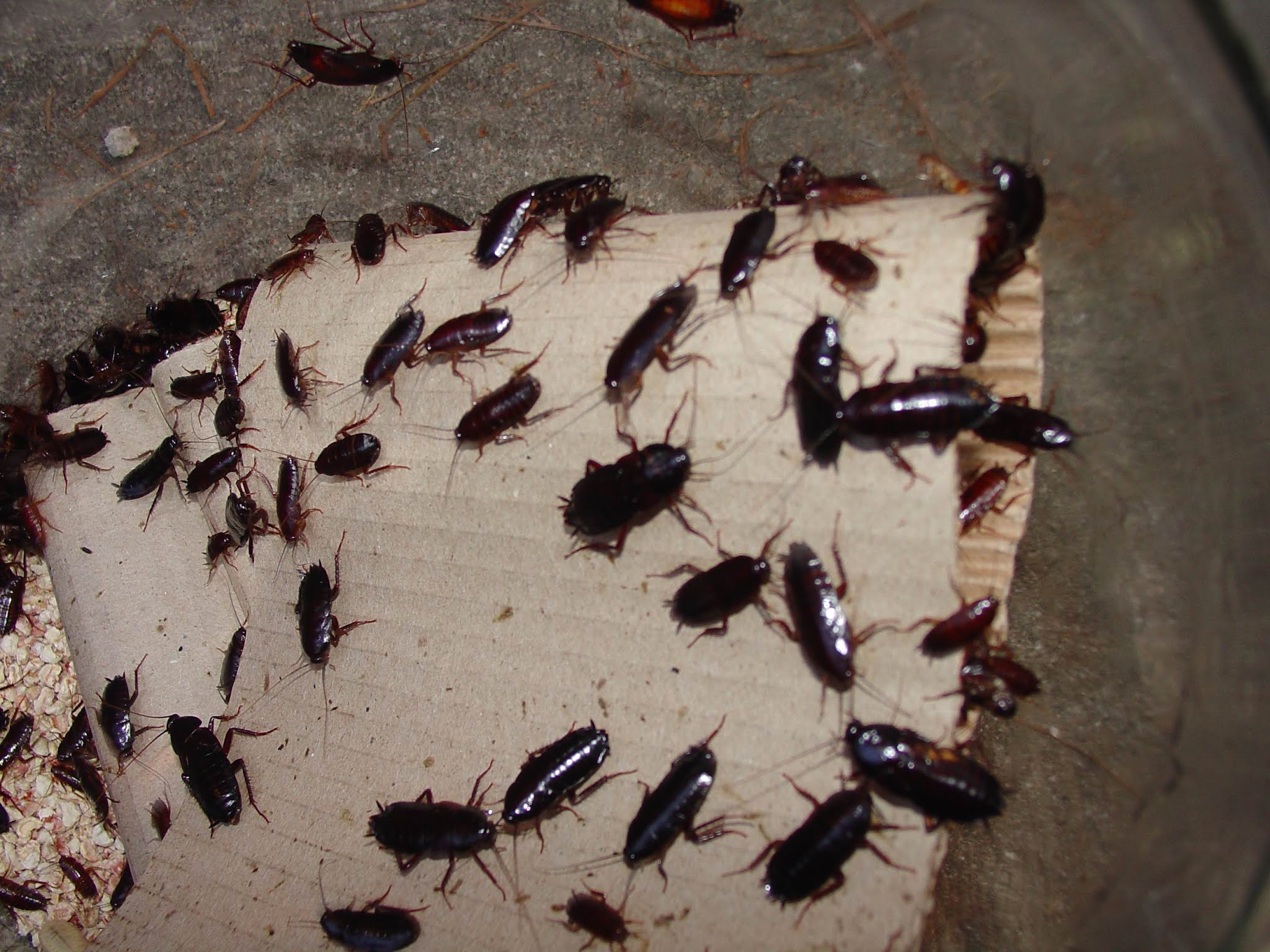 DIY Pest Control Service Bed Bugs Control Services Cockroaches