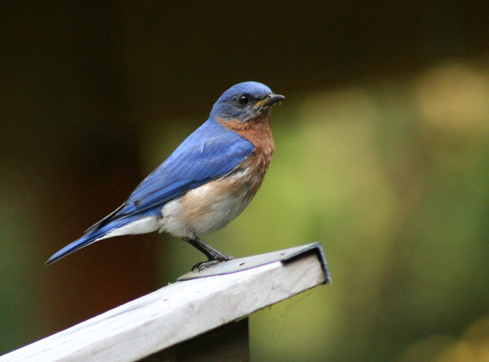 Vickie Henderson Art: Eastern Bluebirds and their Eastern Phoebe Neighbors